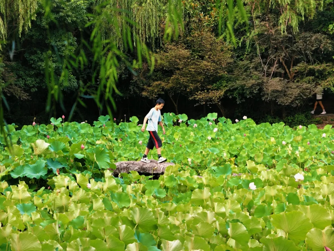 202507231450453957.jpg 202507231450453957.jpg